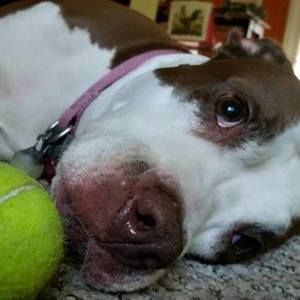 Meet your Posher, Renee